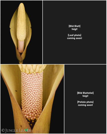 Amorphophallus fuscus