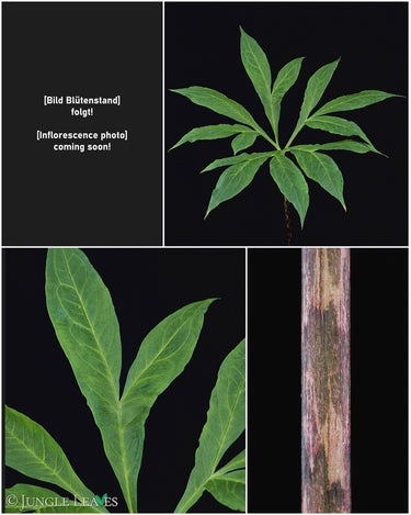 Amorphophallus impressus