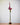 Amorphophallus konjac inflorescence1