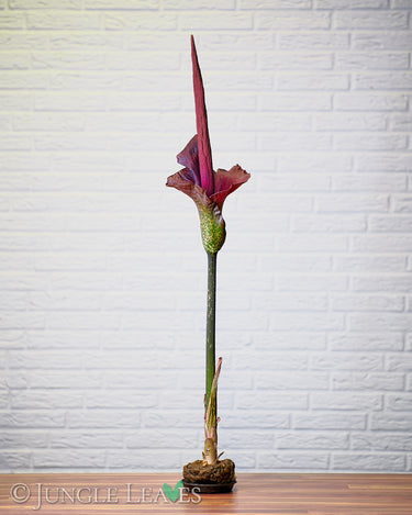 Amorphophallus konjac inflorescence1