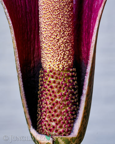 Amorphophallus konjac inflorescence3