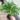 Amorphophallus konjac plant1