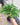 Amorphophallus konjac plant1