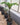 Amorphophallus konjac plant2