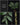 Amorphophallus laoticus