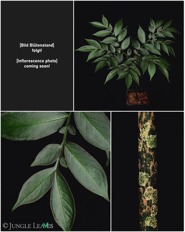 Amorphophallus laoticus