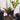 Amorphophallus laoticus plant