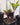 Amorphophallus laoticus plant