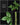 Amorphophallus longituberosus