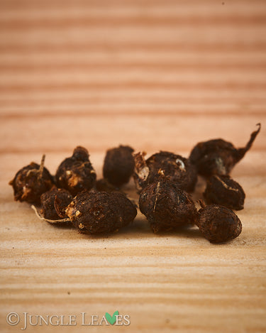 Amorphophallus myosuroides tuber3