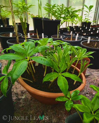 Amorphophallus myosuroides plant