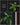 Amorphophallus myosuroides