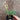 Amorphophallus ongsakulii plant2