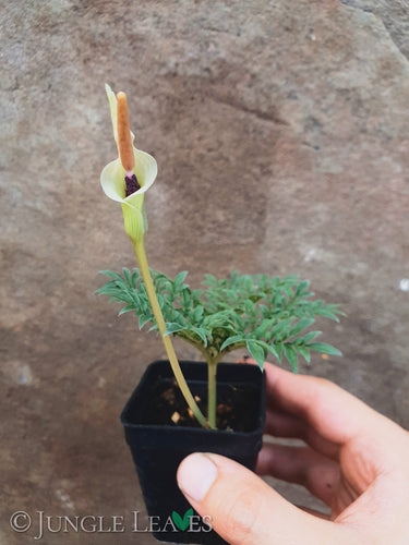 Amorphophallus ongsakulii plant2