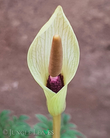Amorphophallus ongsakulii inflorescence