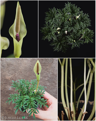 Amorphophallus ongsakulii
