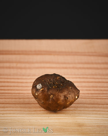 Amorphophallus thaiensis tuber3