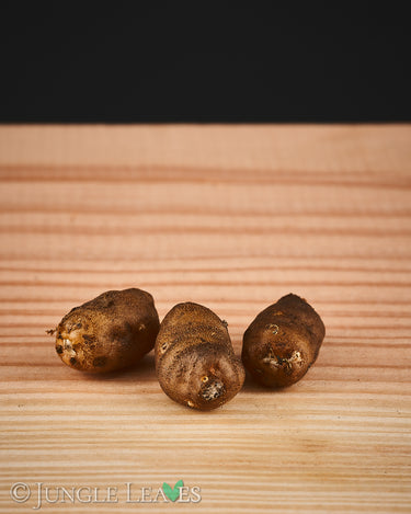 Amorphophallus thaiensis tuber1