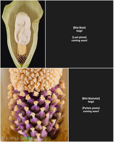 Amorphophallus thaiensis