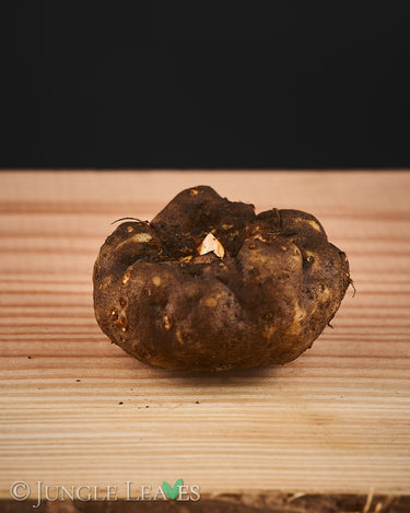 Amorphophallus yuloensis tuber2