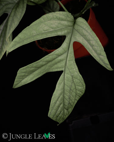 Amydrium medium 'Silver'