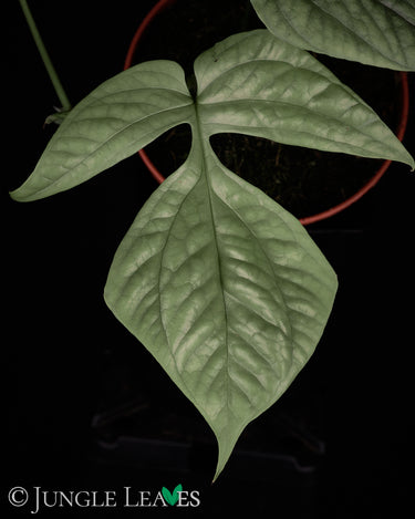 Amydrium medium 'Silver'