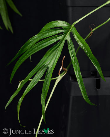 Amydrium zippelianum