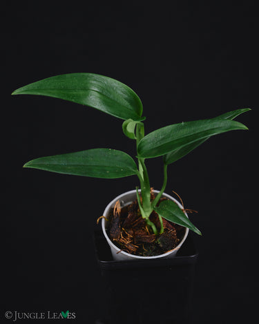 Anadendrum cf. calcicola