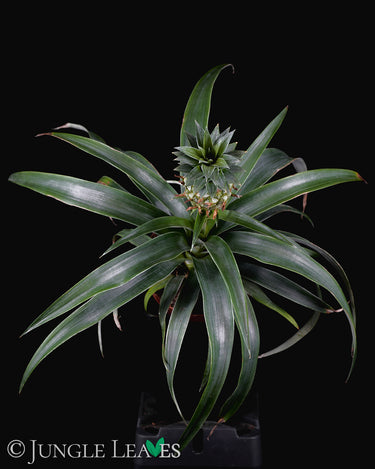 Ananas comosus