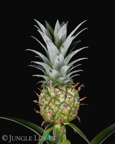 Ananas comosus