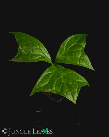 Anchomanes difformis