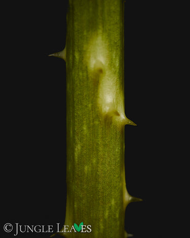 Anchomanes difformis