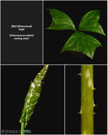 Anchomanes difformis