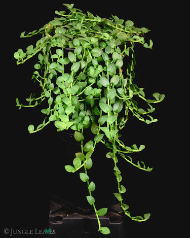 Aneilema zebrinum