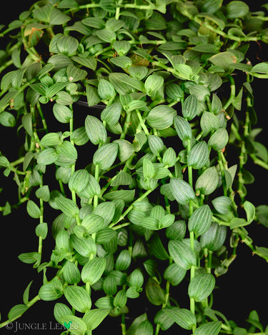 Aneilema zebrinum