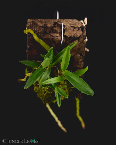 Angraecum didieri