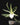 Angraecum didieri