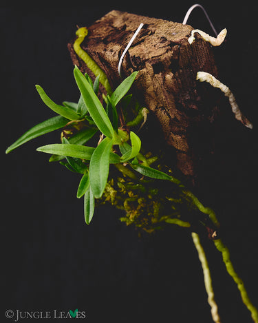 Angraecum didieri