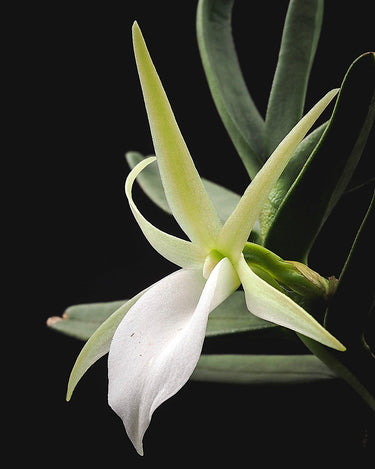 Angraecum didieri