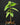 Guanabana