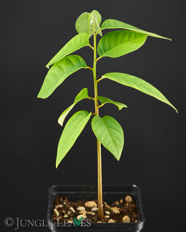 Guanabana