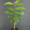 Annona muricata