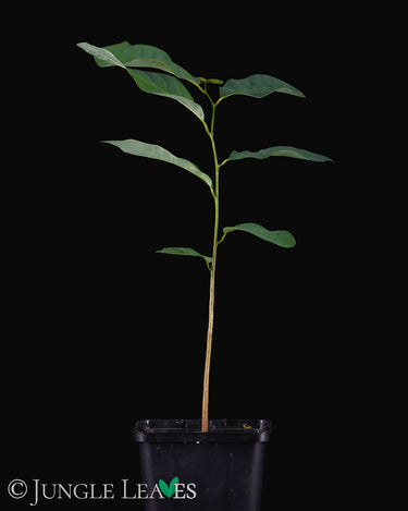 Annona x atemoya