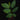 Annona x atemoya