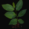 Annona x atemoya