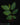 Annona x atemoya