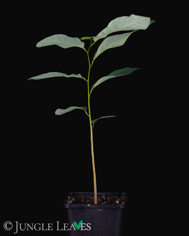 Annona x atemoya