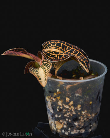 Anoectochilus albolineatus