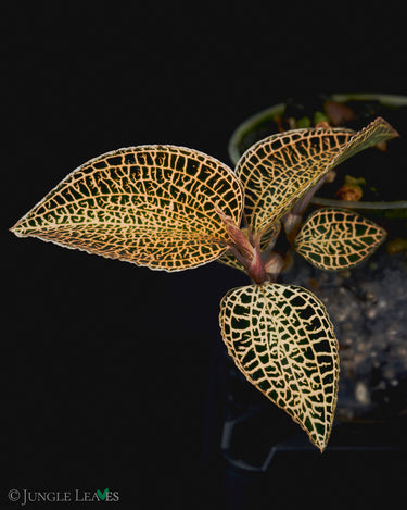 Anoectochilus roxburghii