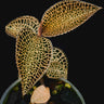Anoectochilus roxburghii